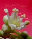  Bisexual flower